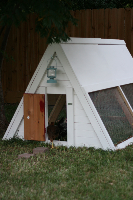 An A-frame Chicken Coop.