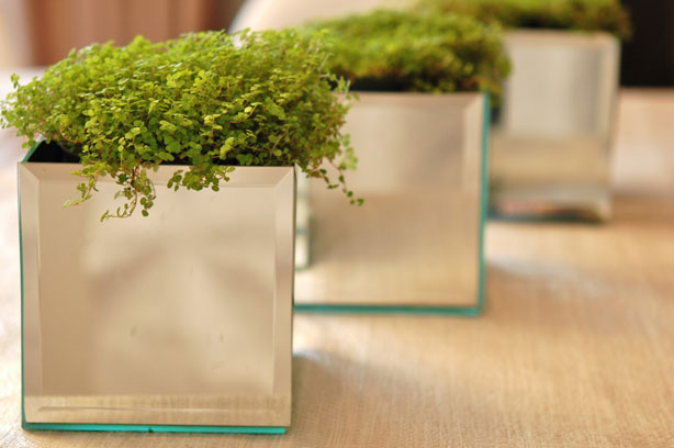 Dollar Store Mirror Planters.