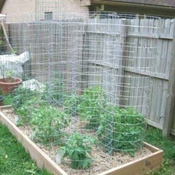 tomato cage