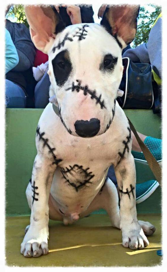 Adorable dog makeup idea for Halloween party.