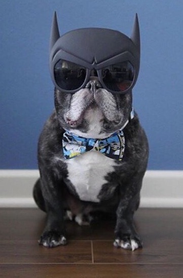 Batman costume for dog. 