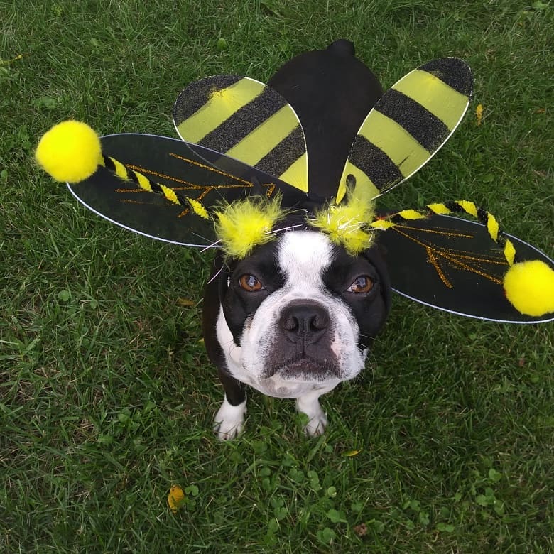 Bee costume for dog. 