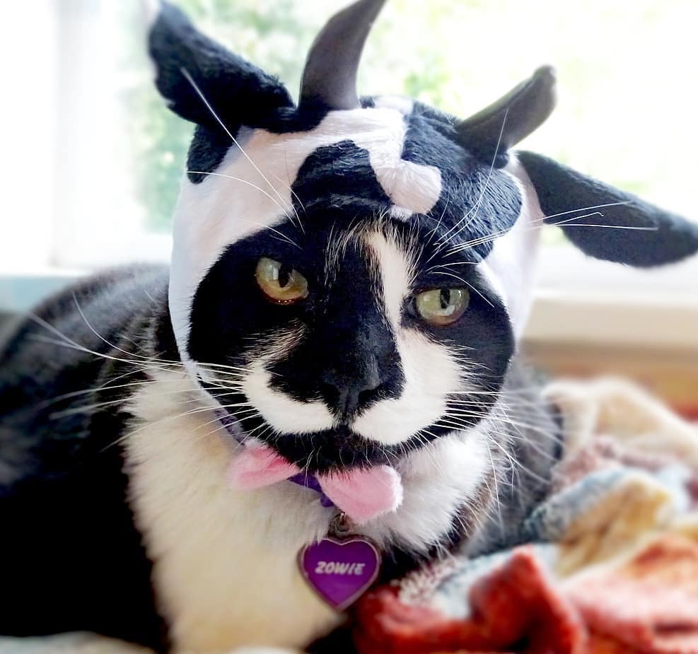 Black and white cow costume for cat. 