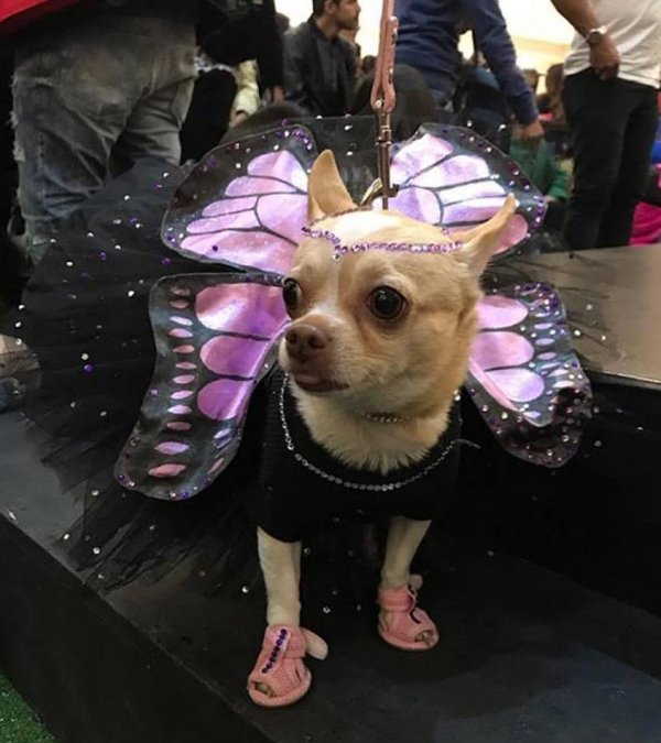 Charismatic butterfly costume for puppy.