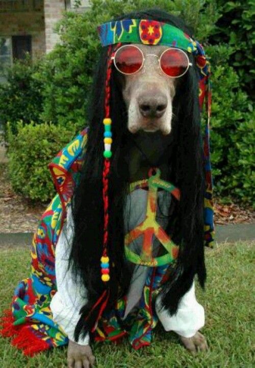 Cute hippie dog.