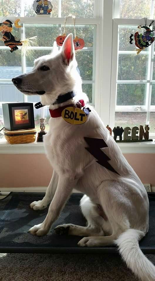 Disney bolt Halloween costume for dog.