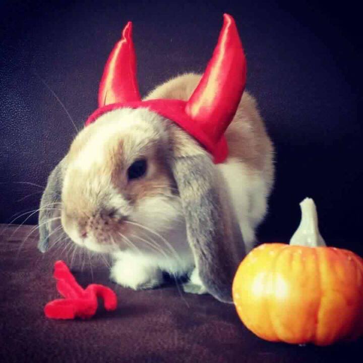 Gorgeous rabbit dress up for a Halloween party.