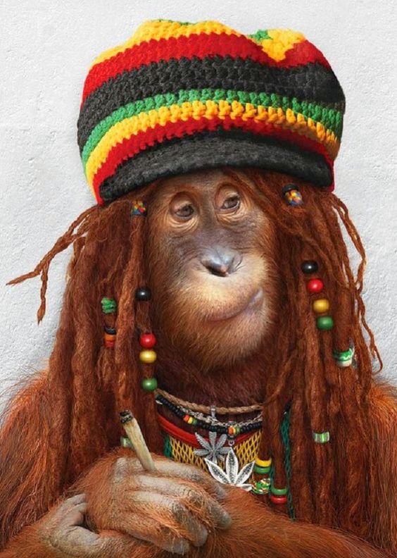 Hippie costume for monkey.