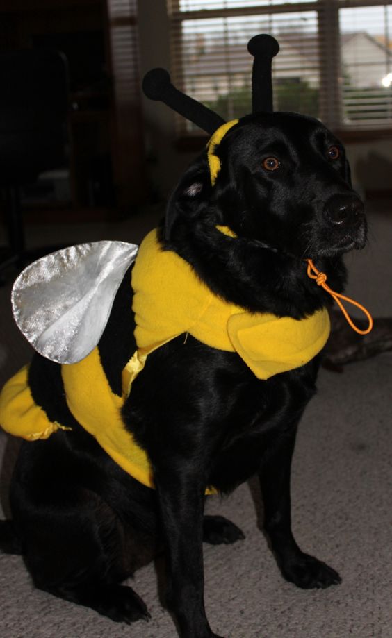 Honey bee costume for dog.