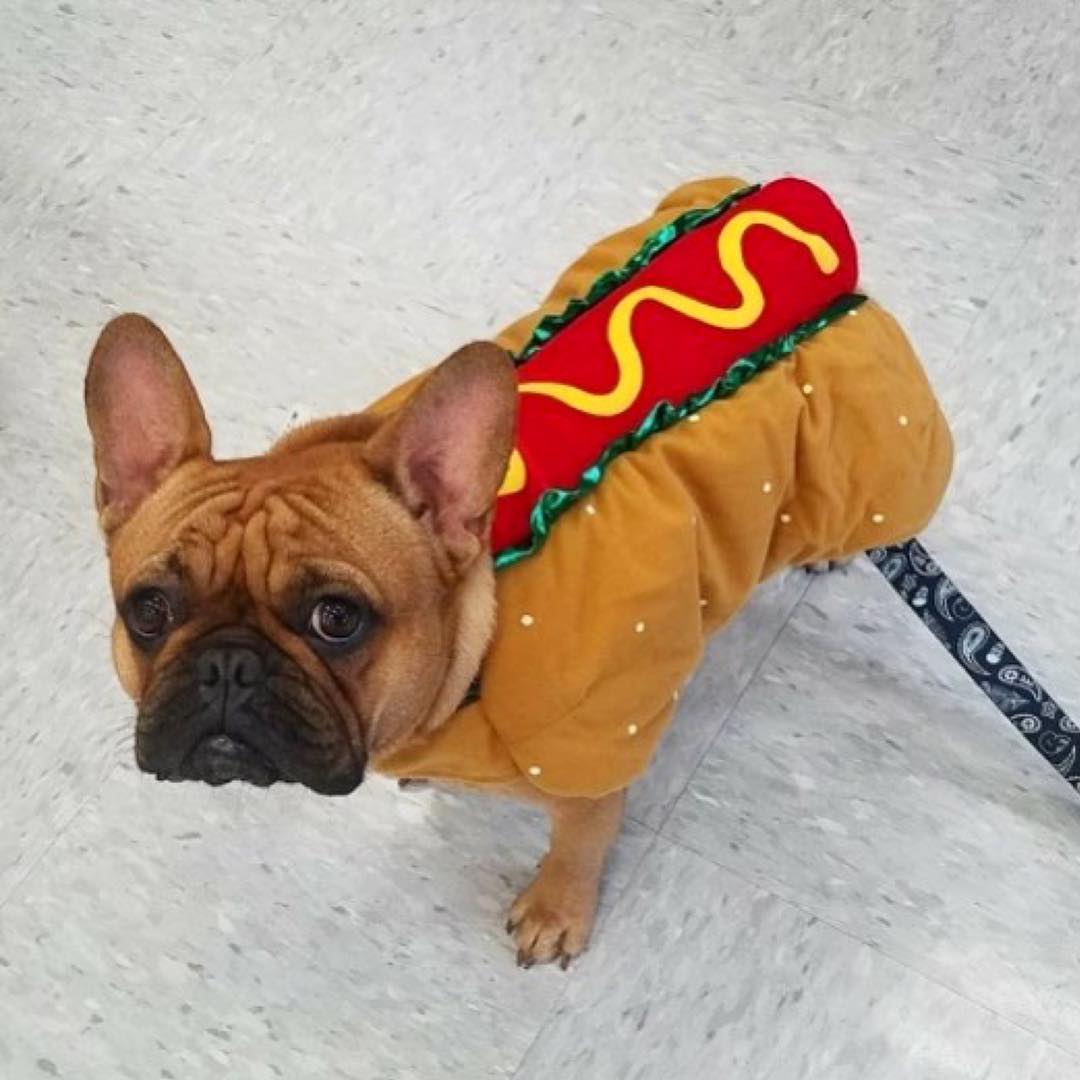 Hot dog costume for French bulldog.