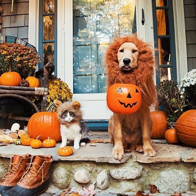 Lion costume for dog. 