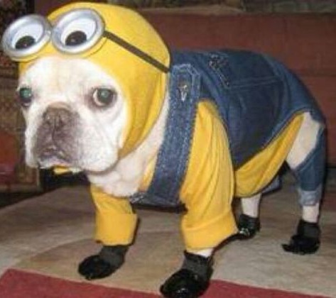 Minion Halloween costume for the puppy. 