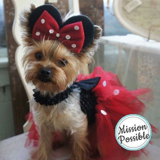 Minnie Mouse dog costume for Halloween.