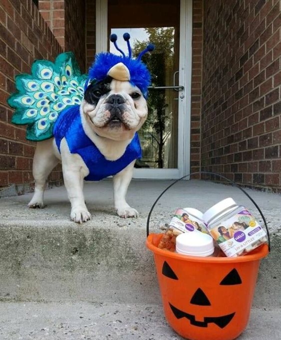 Peacock costume for dog. 