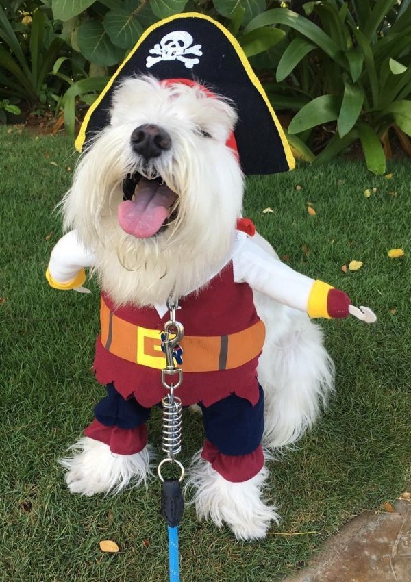 Pirate outfit for dog.