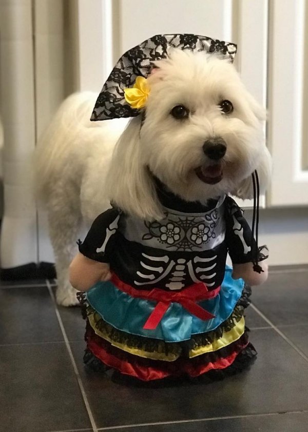 Pretty dog outfit for Halloween. 