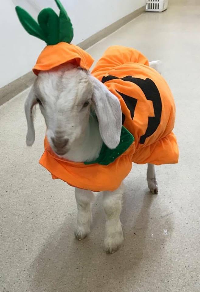 Pumpkin costume for goat. 