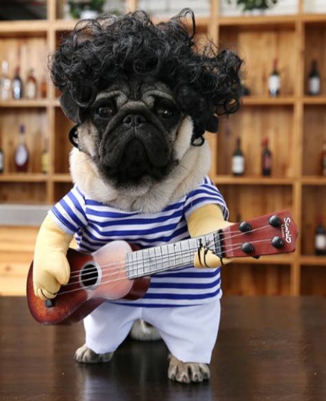 Rock star dog.