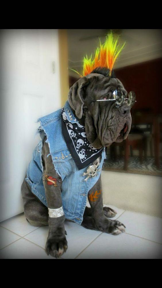 Rocking Rufio is ready for the Halloween party.