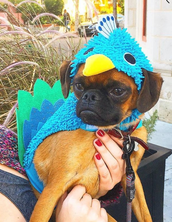 Royal turkey costume for dog.