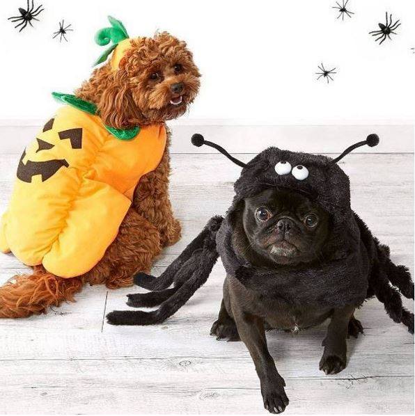 Spider and trick-or-treat pet costume.