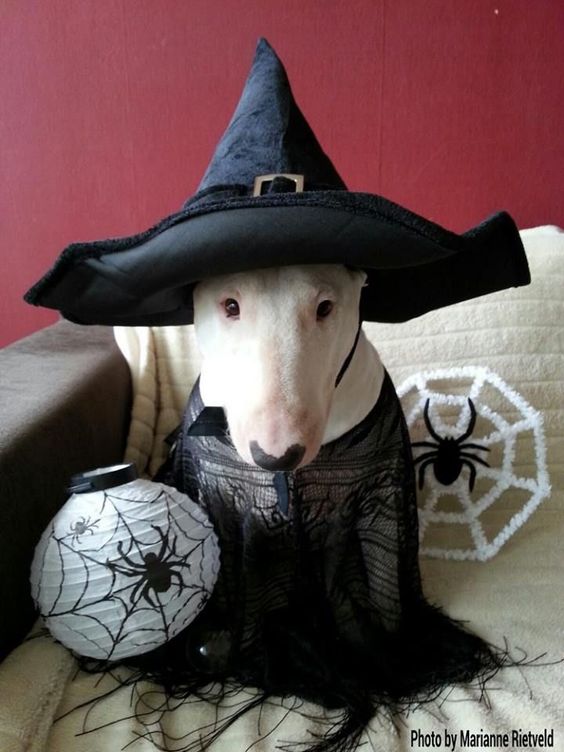 Witch cap for dog. 