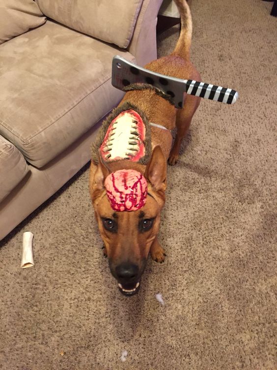 Zombie dog costume. 